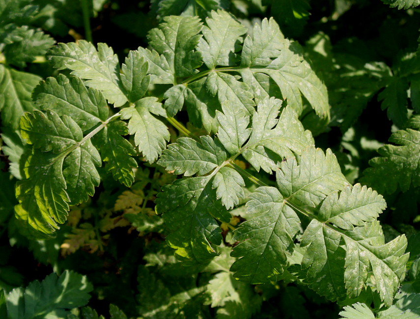 Image of Chaerophyllum temulum specimen.