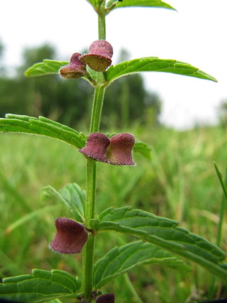 Image of Scutellaria galericulata specimen.