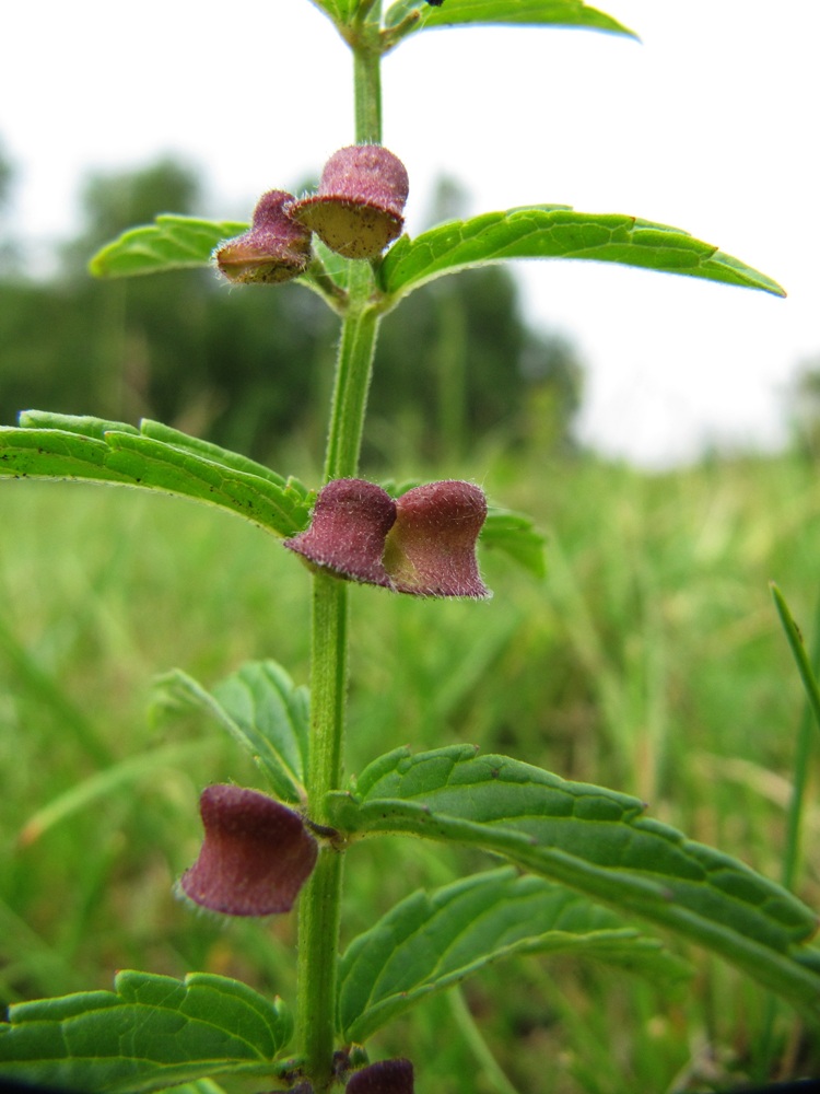 Изображение особи Scutellaria galericulata.