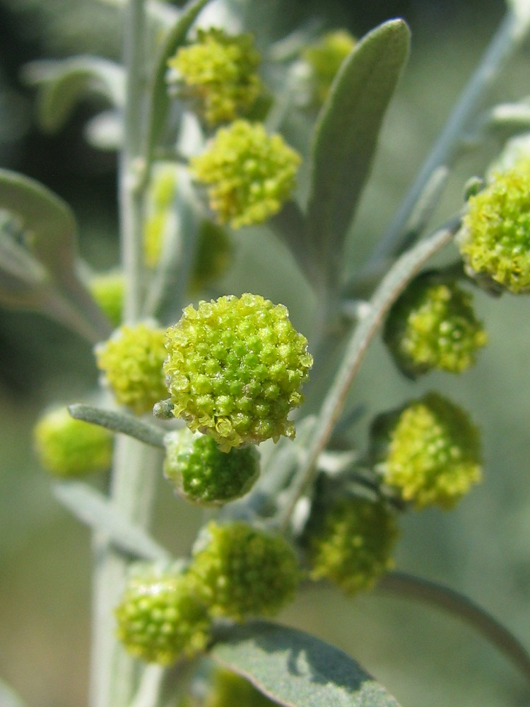 Изображение особи Artemisia absinthium.