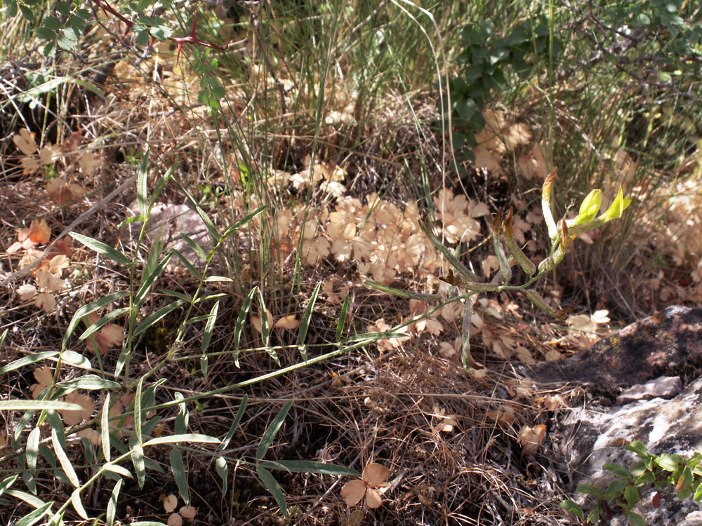 Image of Astragalus lorinserianus specimen.