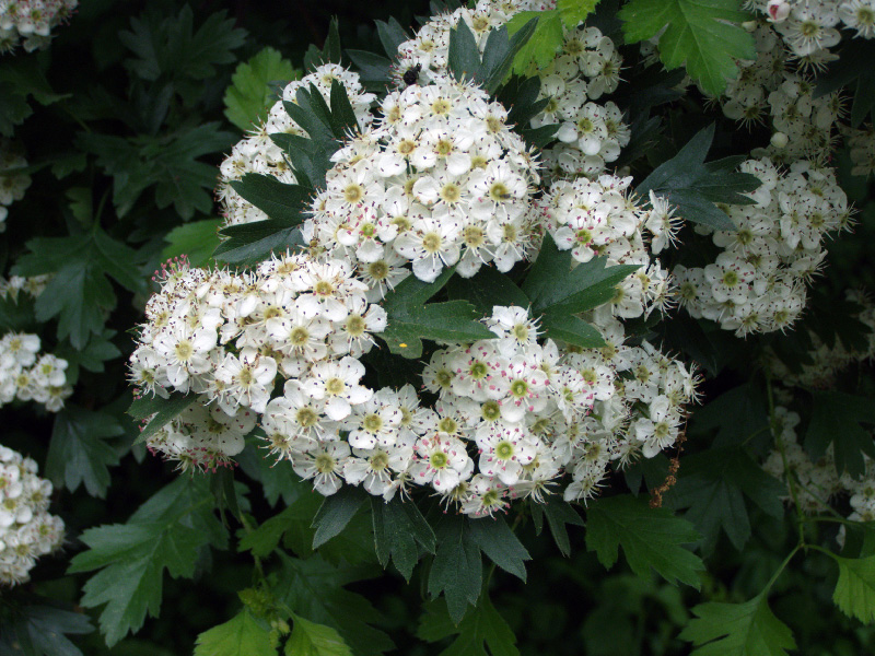 Изображение особи Crataegus pseudoheterophylla.