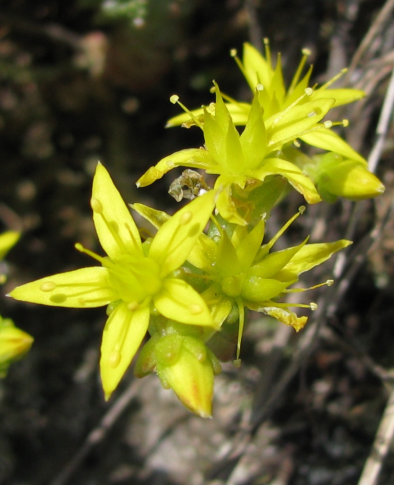 Image of Sedum acre specimen.
