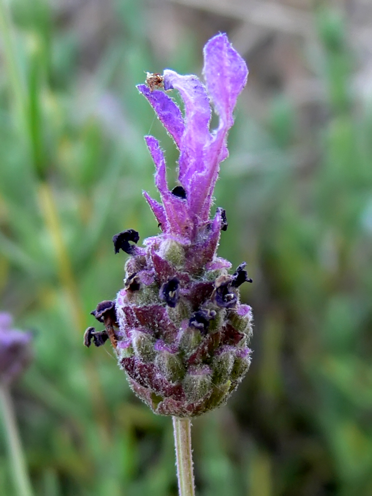 Изображение особи Lavandula stoechas.