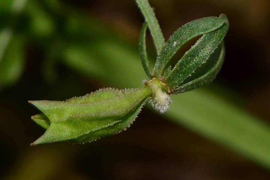 Image of Reseda orientalis specimen.