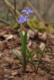 Scilla bifolia