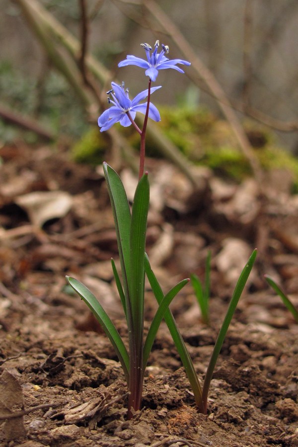 Image of Scilla bifolia specimen.