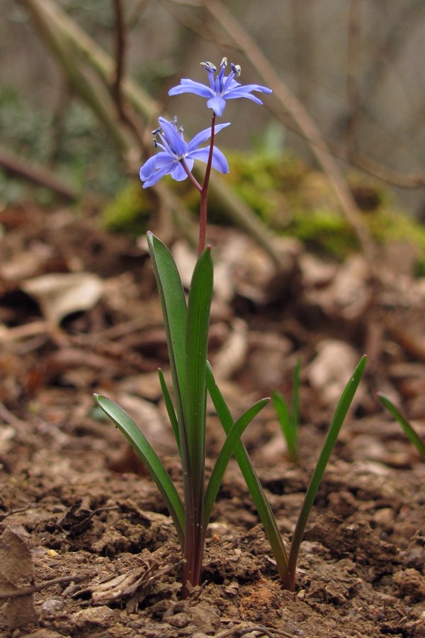 Изображение особи Scilla bifolia.