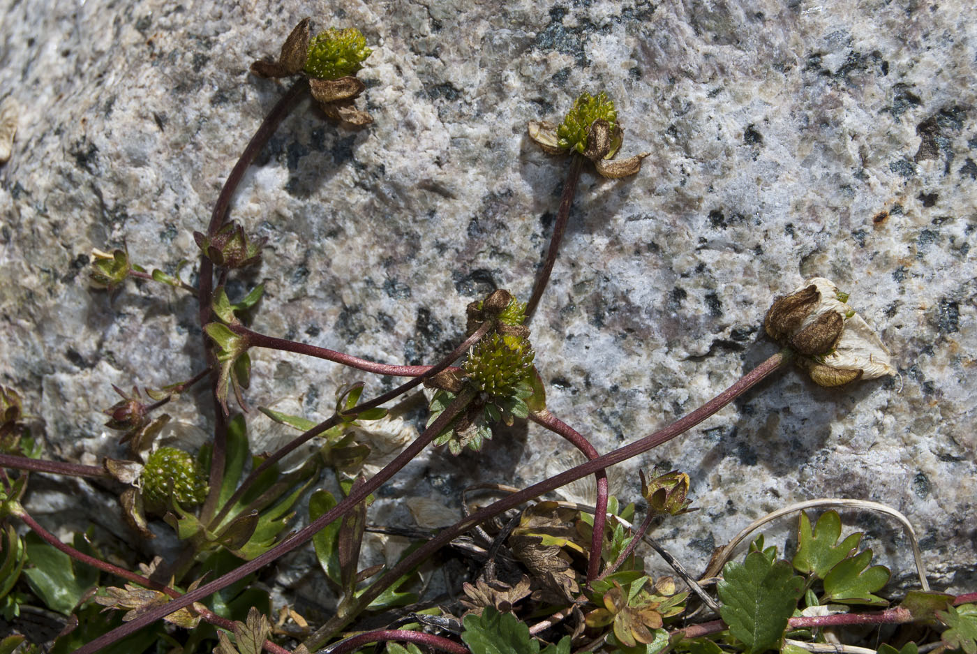 Image of Ranunculus gelidus specimen.