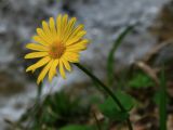 Doronicum orientale