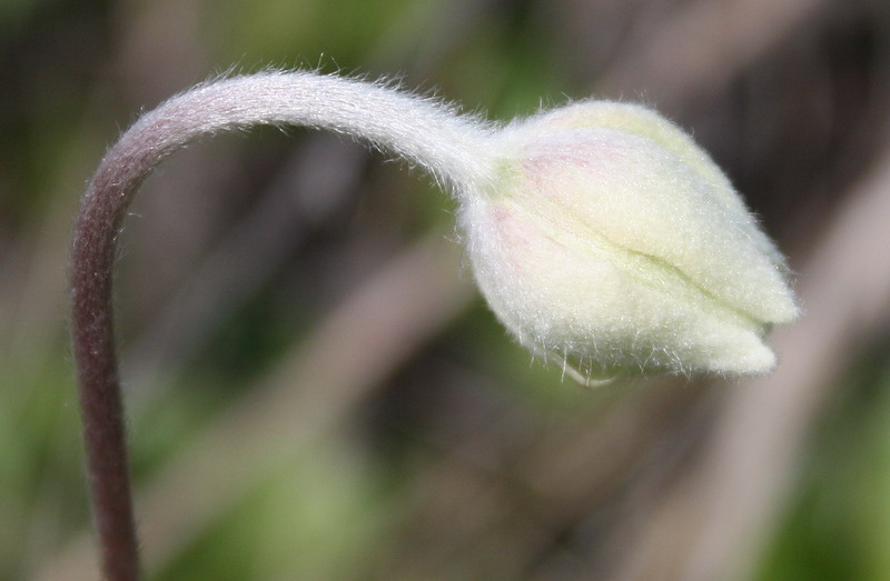 Image of Anemone sylvestris specimen.