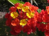 Lantana camara