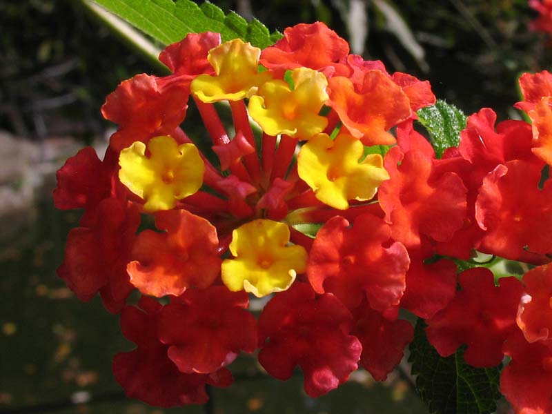 Изображение особи Lantana camara.