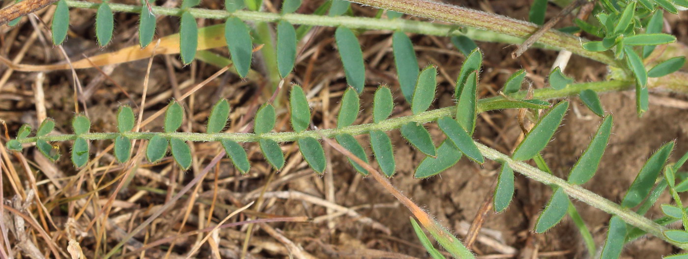 Изображение особи Astragalus onobrychis.