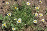 Anthemis ruthenica