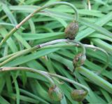Ipheion uniflorum