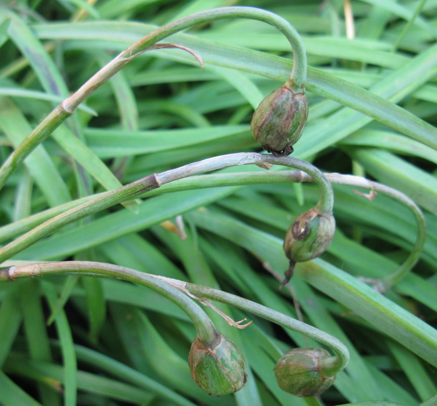Image of Ipheion uniflorum specimen.