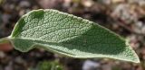 Phlomis fruticosa