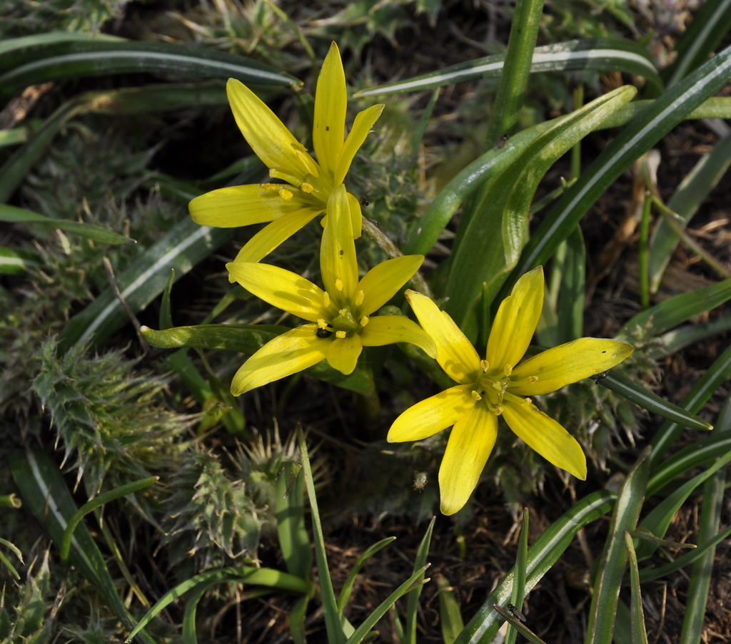 Изображение особи Gagea liotardii.