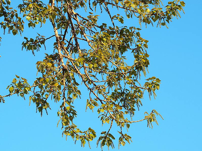 Image of Populus &times; sibirica specimen.