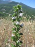 Echium vulgare. Верхняя часть соцветия растения с белыми цветками. Южный берег Крыма, гора Кастель. 11.06.2013.