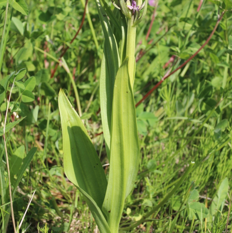 Изображение особи Dactylorhiza incarnata.