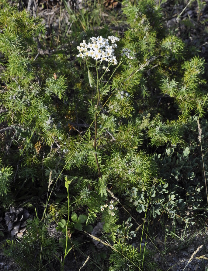 Изображение особи Pyrethrum cinereum.