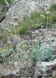 Anthemis tranzscheliana. Плодоносящее растение. Крым, Карадагский заповедник, ЮЗ склон горы Святая (Карадаг), каменистая осыпь на вулканических породах. 10 июля 2013 г.