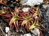 Pinguicula alpina. Розетки листьев плодоносящих и вегетирующих растений. Архангельская обл., Холмогорский р-н, окр. пос. Усть-Пинега, на обнажении горной породы. 15.07.2013.