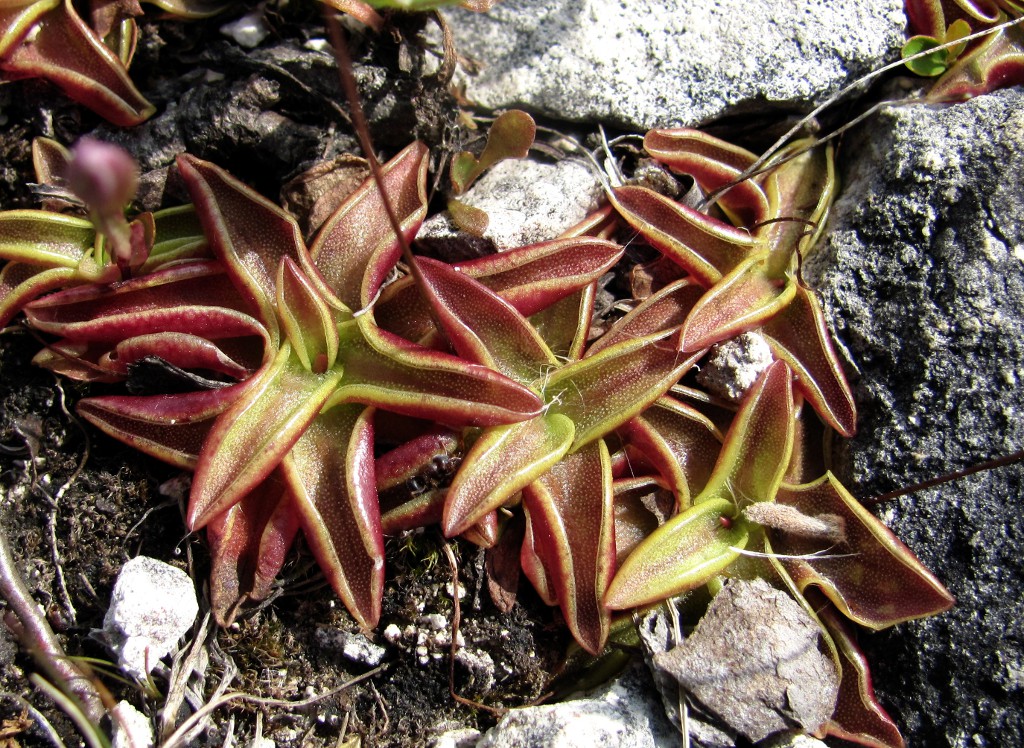 Image of Pinguicula alpina specimen.