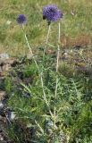 Echinops crispus