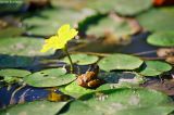 Nymphoides peltata