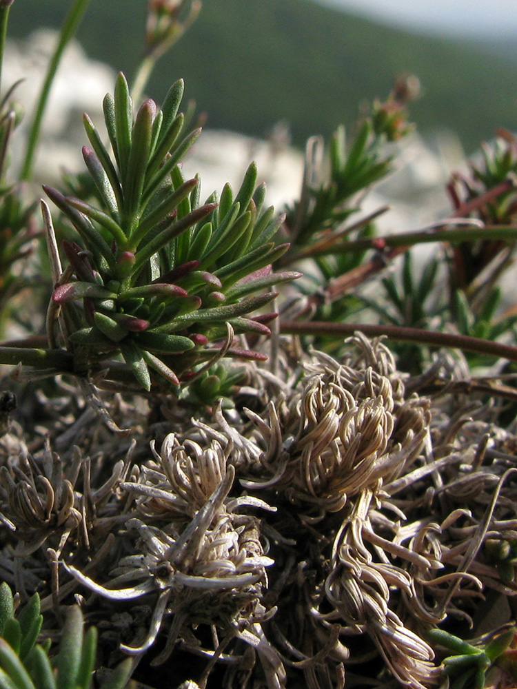 Image of Asperula lipskyana specimen.