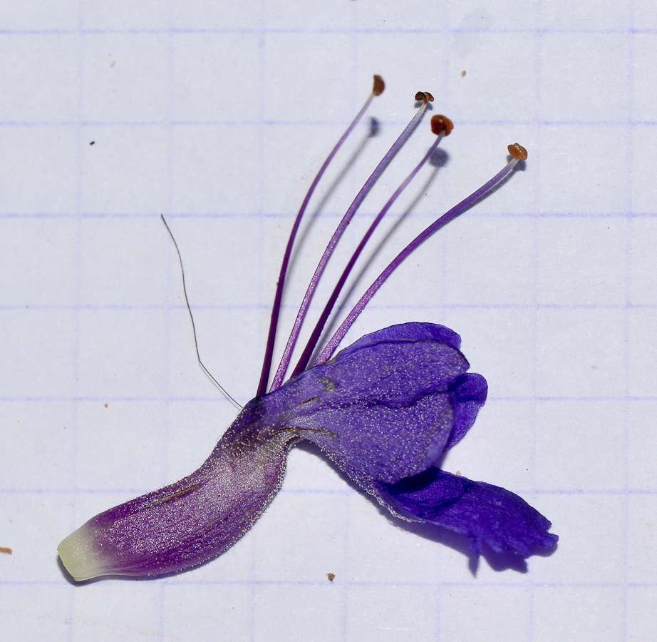 Image of Karomia speciosa specimen.