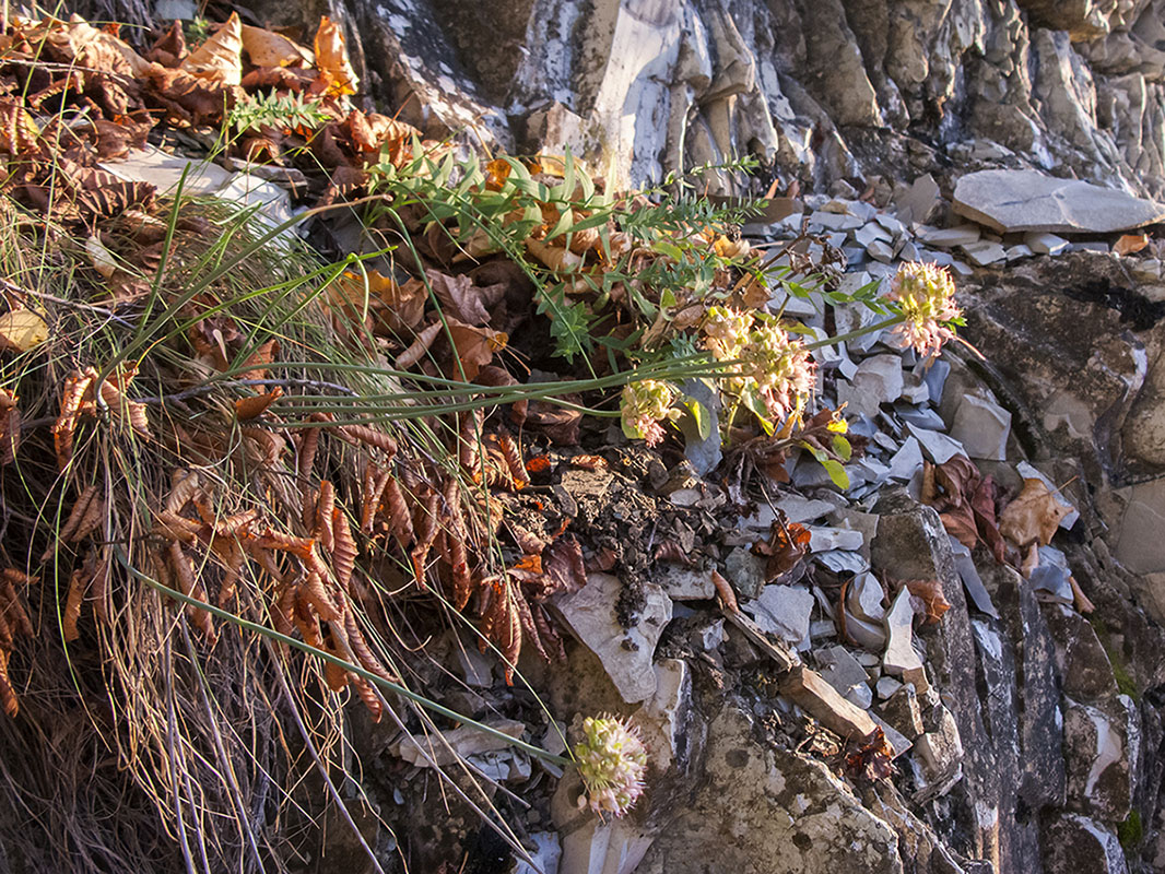 Image of Allium psebaicum specimen.