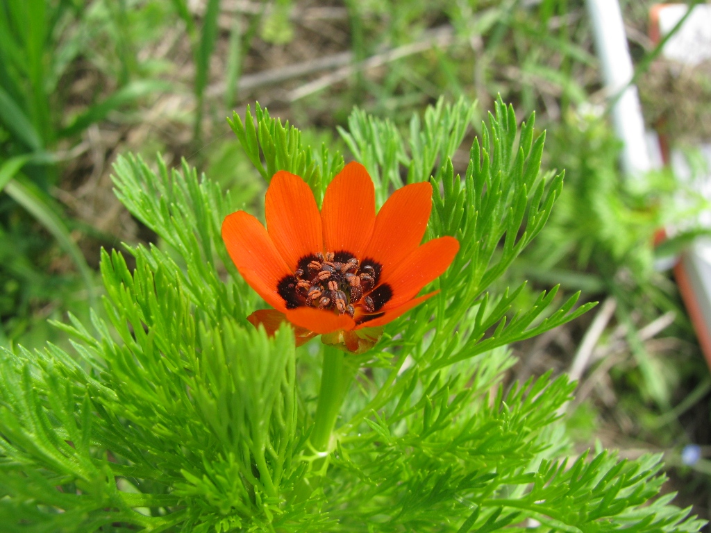 Image of Adonis aestivalis specimen.