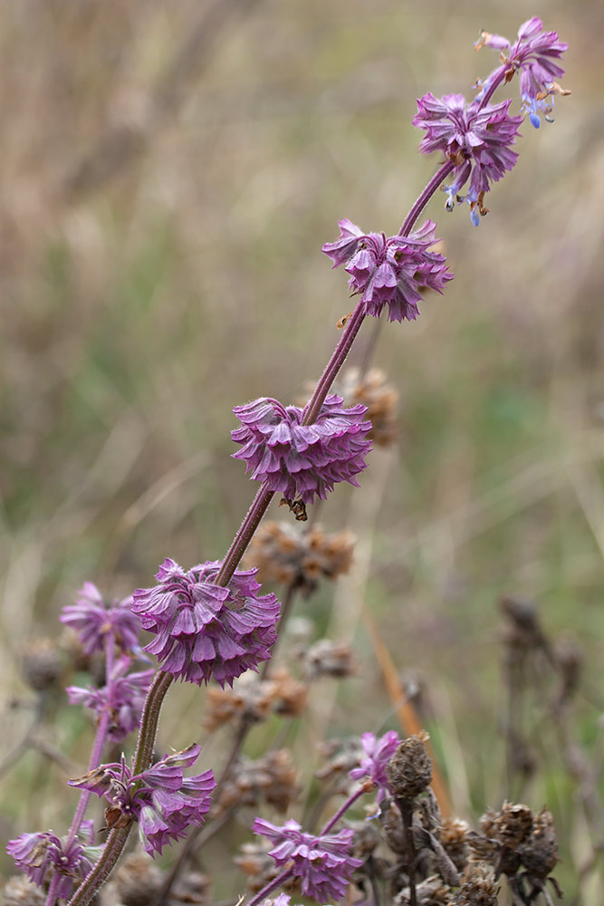 Изображение особи Salvia verticillata.