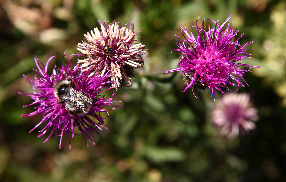 Изображение особи Centaurea scabiosa.