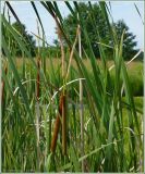 Typha angustifolia. Соплодия. Нижегородская обл., Пильнинский р-н, окр. с. Наваты, оз. Малый Нават. 25 июня 2009 г.