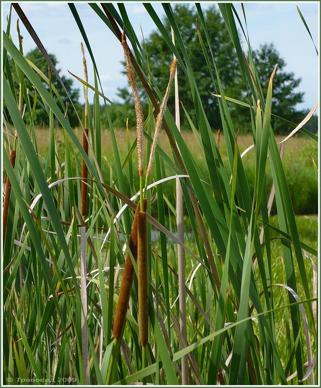 Изображение особи Typha angustifolia.