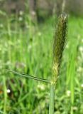 Alopecurus pratensis. Соцветие и лист. Украина, г. Запорожье, возле Гребного канала, под деревьями. 20.04.2013.