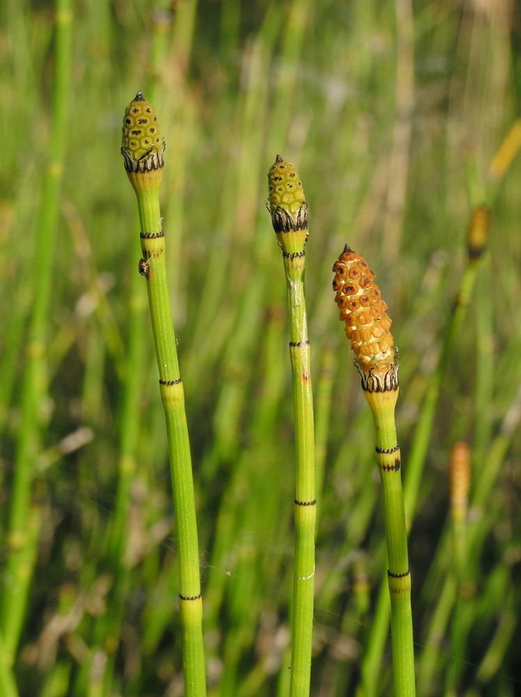 Изображение особи Equisetum &times; moorei.