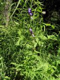 Aconitum karafutense