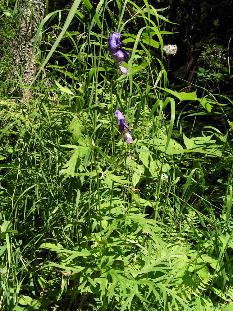 Image of Aconitum karafutense specimen.