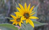 Helianthus tuberosus