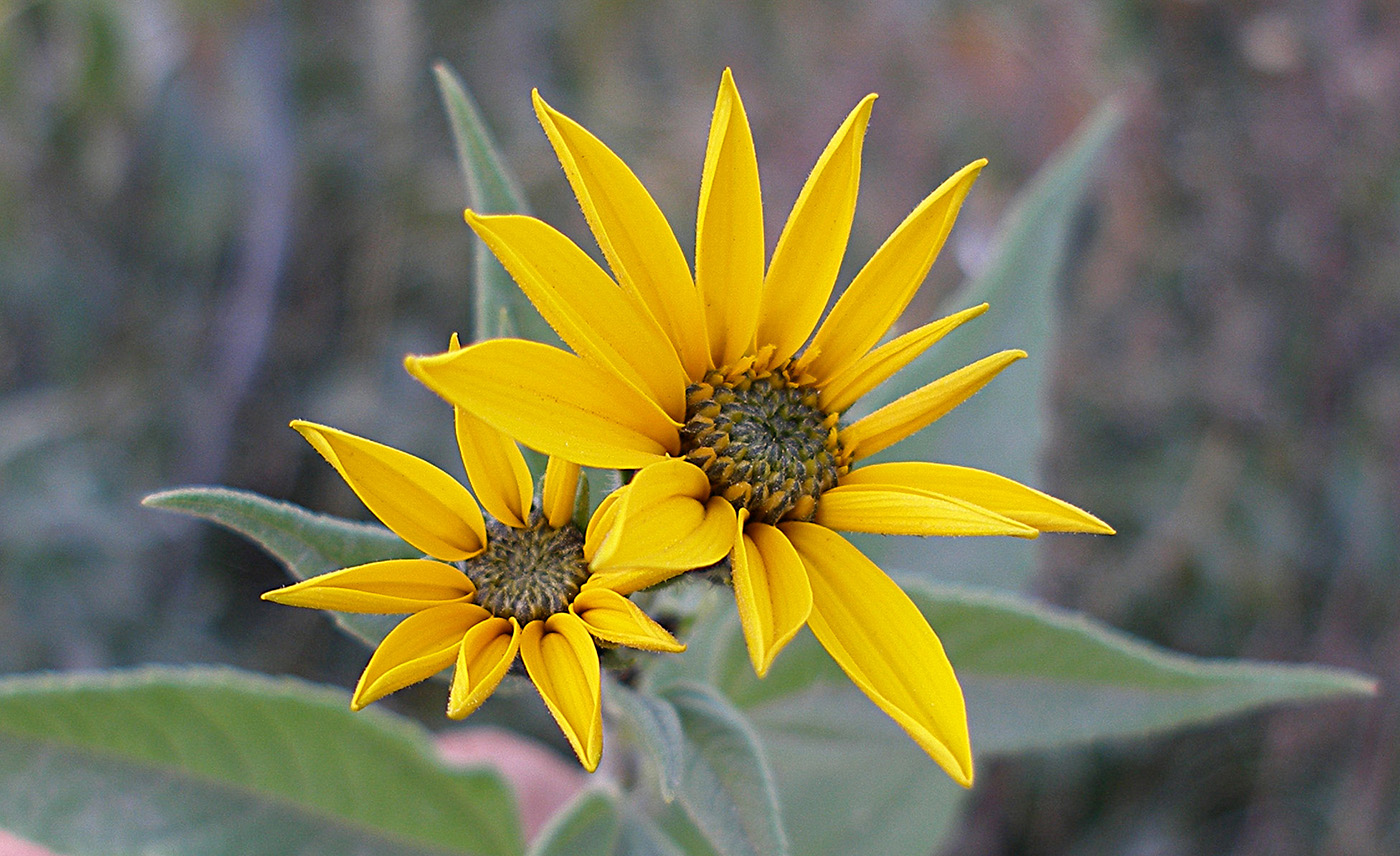 Image of Helianthus tuberosus specimen.