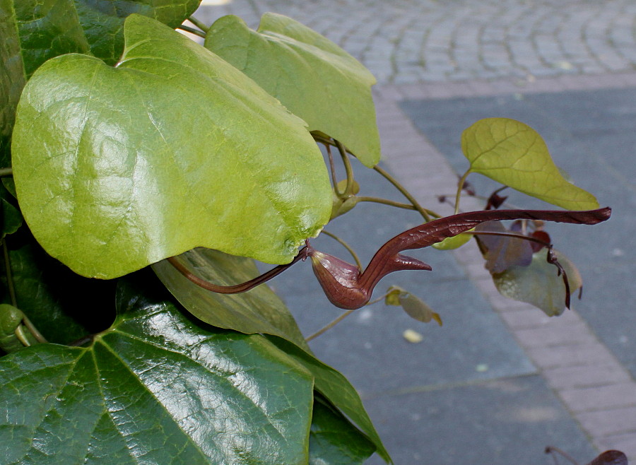 Image of Aristolochia kaempferi specimen.