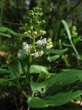 Maianthemum bifolium. Соцветие. Нидерланды, провинция Drenthe, окр. деревни Zeijen. 18 мая 2008 г.