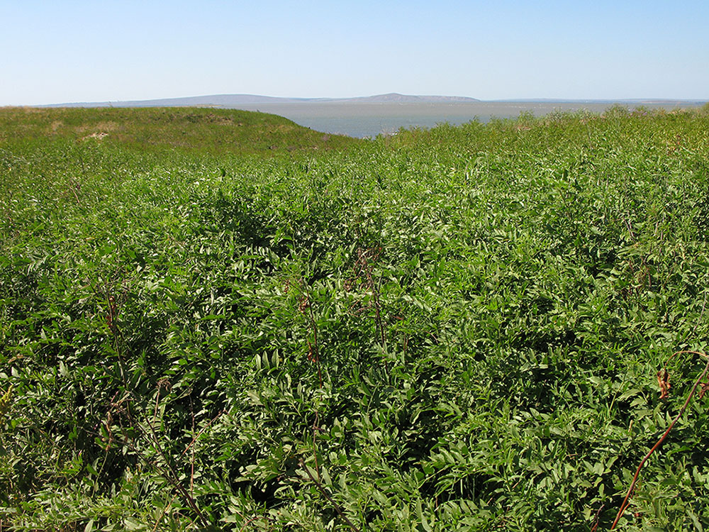 Изображение особи Glycyrrhiza glabra.