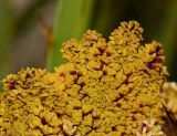 familia Arecaceae